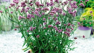 verbena