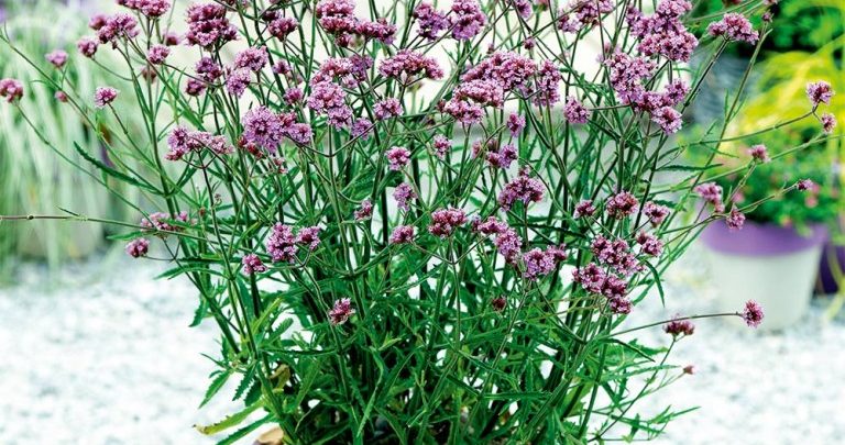 verbena