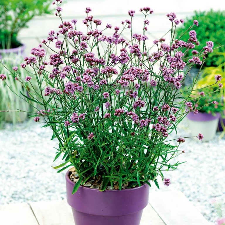 verbena