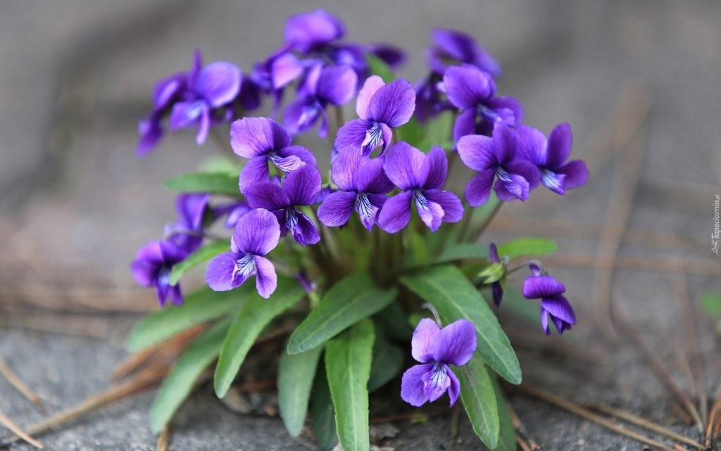 violetas