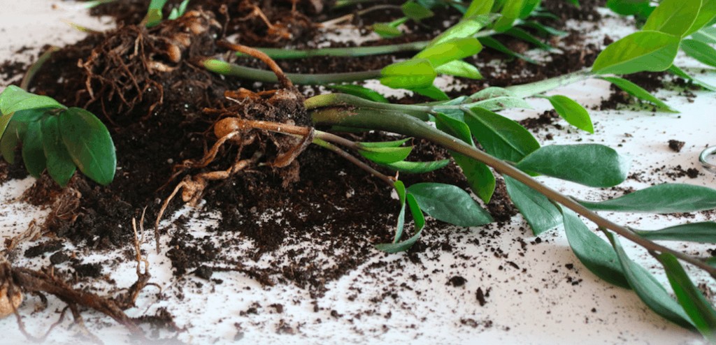 zamioculca como plantar