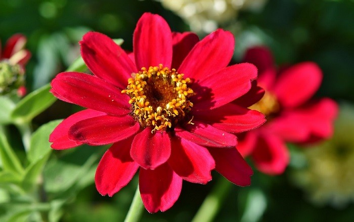 zinnia