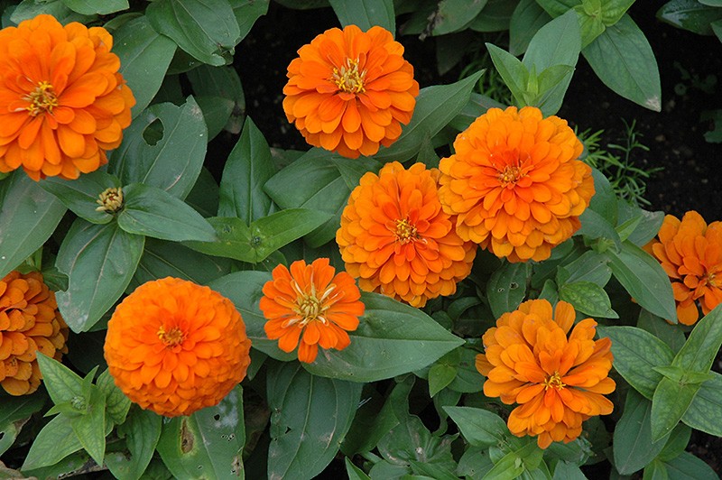 zinnia como plantar