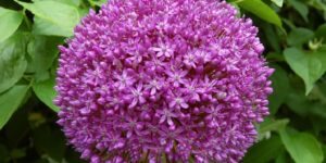 Ambassador Allium