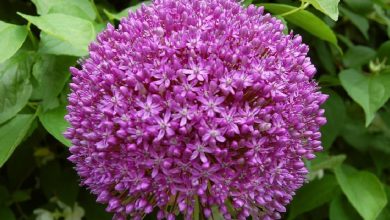 Ambassador Allium