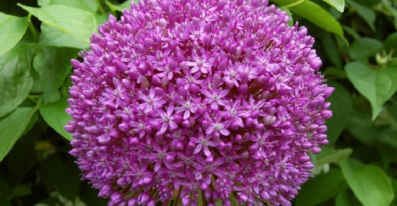 Ambassador Allium