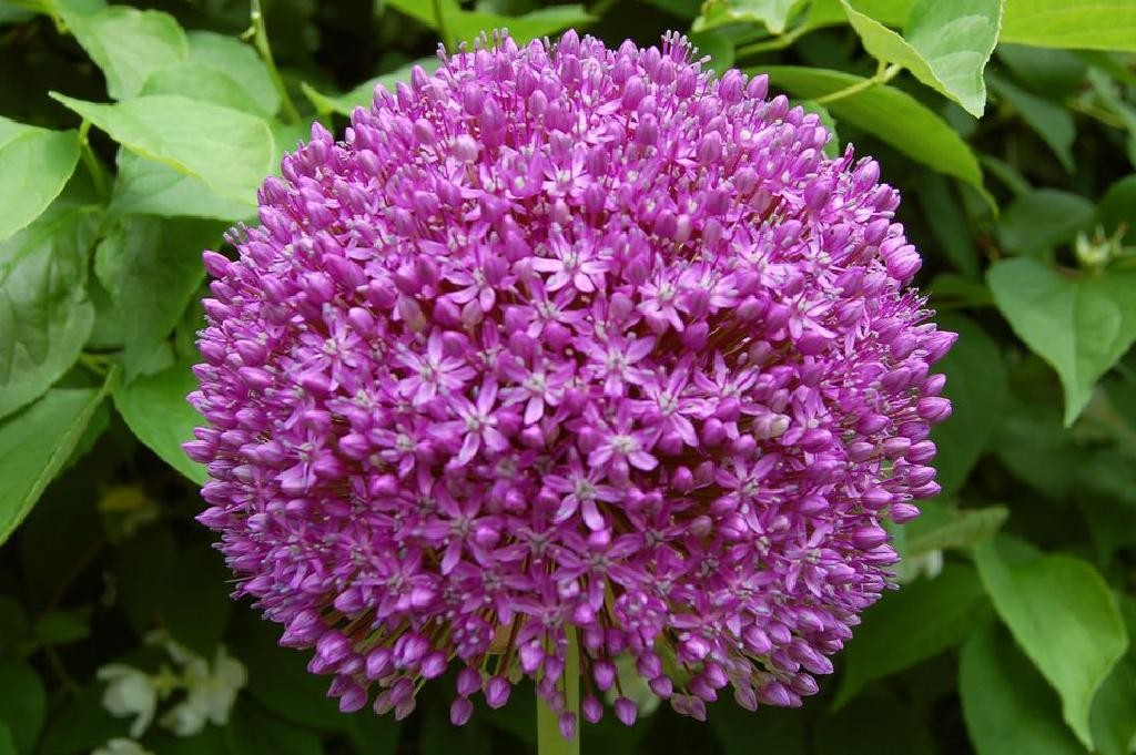 Ambassador Allium