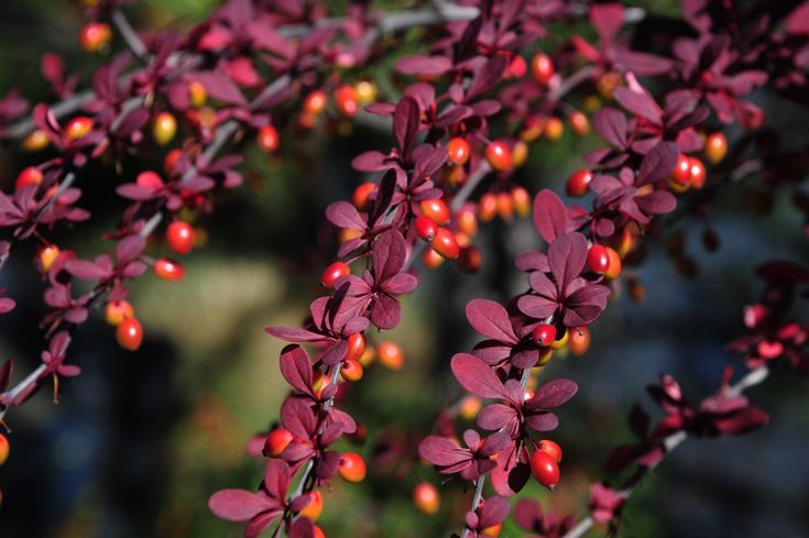 Bérberis Japoneses