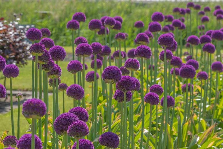 Como Plantar Ambassador Allium