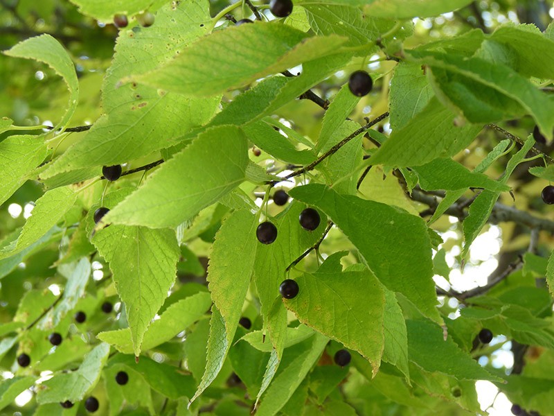 Como Plantar Árvore de Hackberry