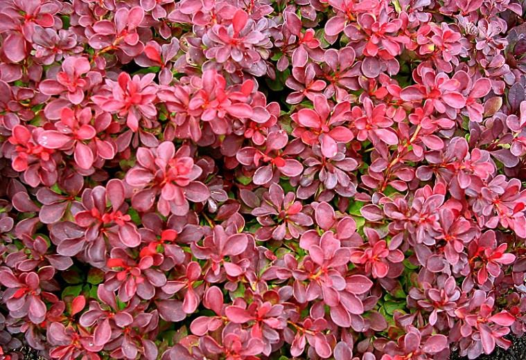 Como Plantar Bérberis Japoneses