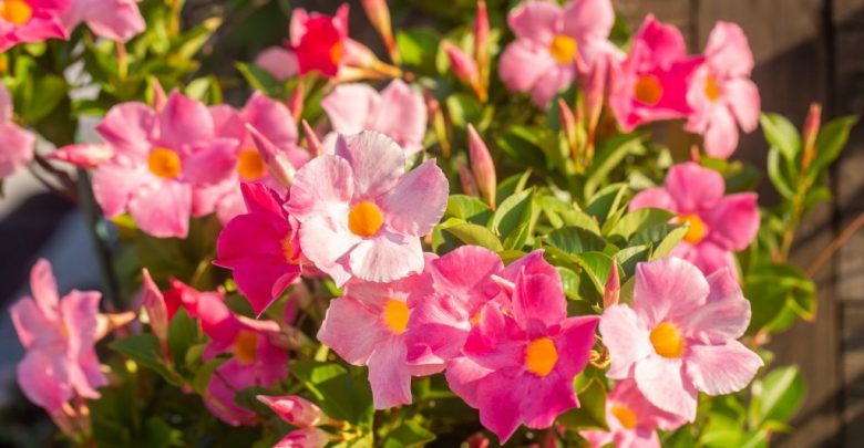Como Plantar Mandevilla