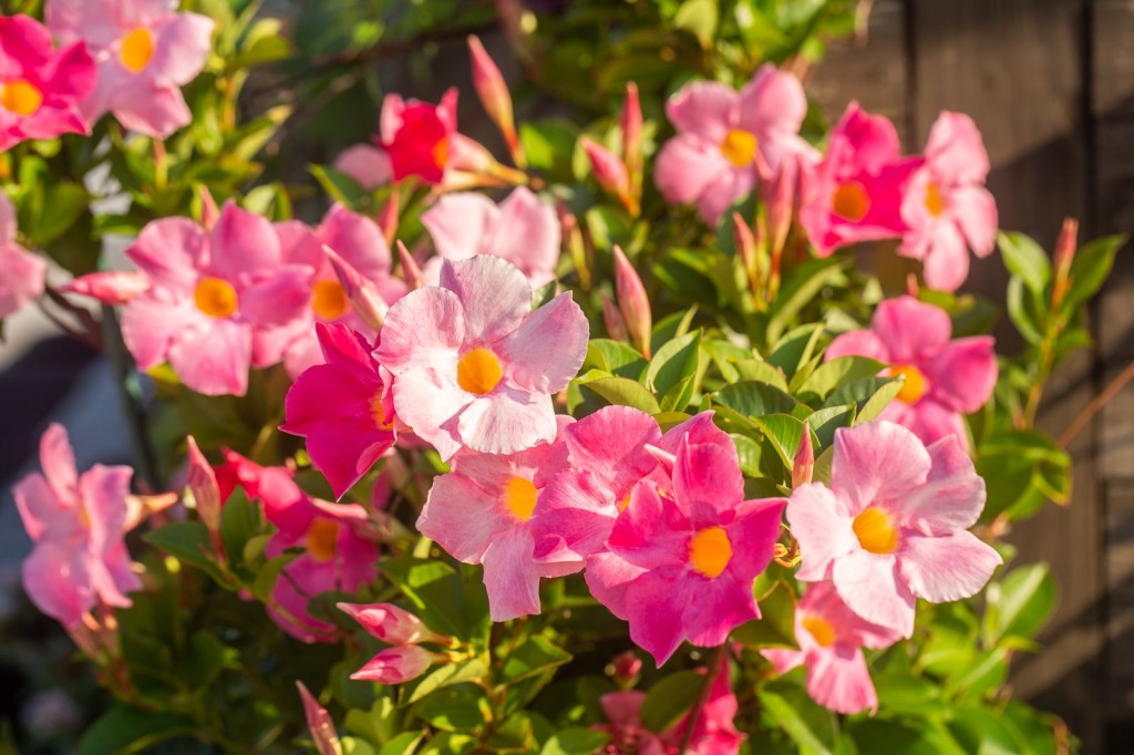 Como Plantar Mandevilla