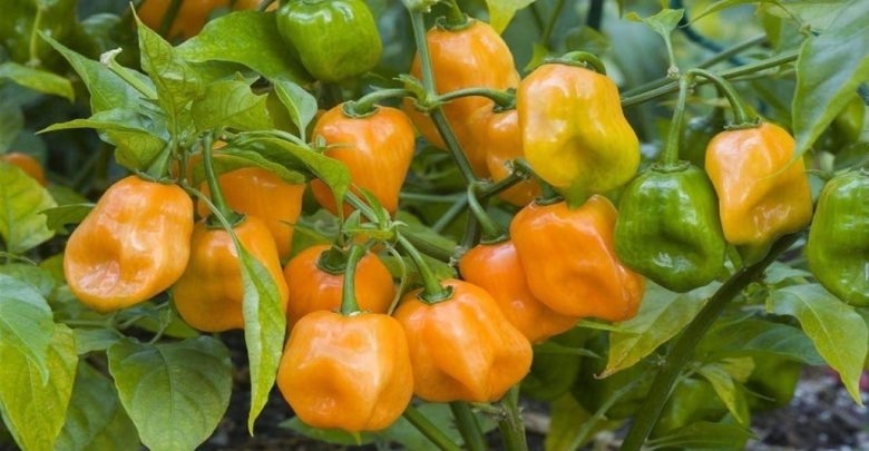 Como Plantar Pimenta Amarela