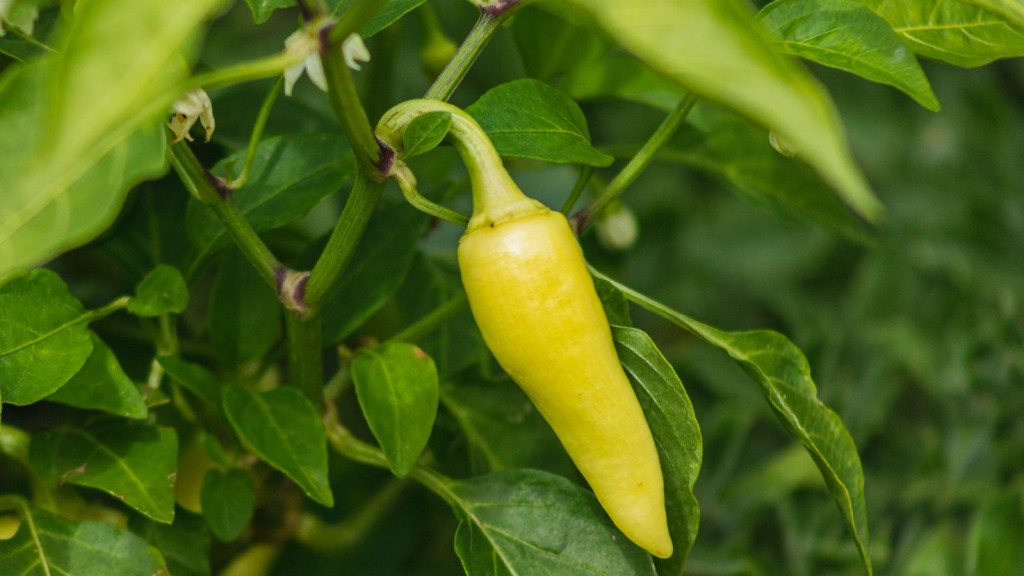 Como Plantar Pimenta Jalapeno