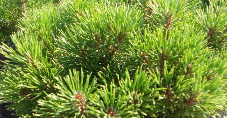 Como Plantar Pinheiro Mugo