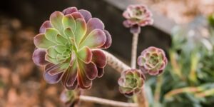 Como Plantar Suculenta Aeoniums