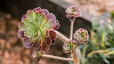 Como Plantar Suculenta Aeoniums