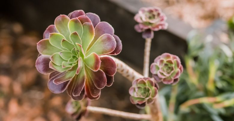 Como Plantar Suculenta Aeoniums