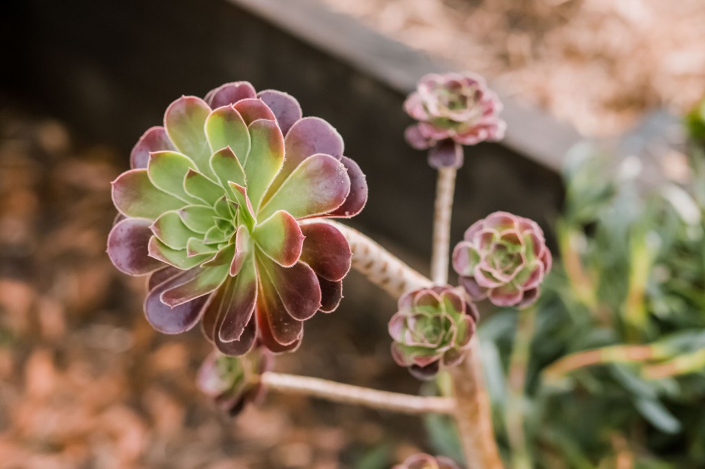 Como Plantar Suculenta Aeoniums