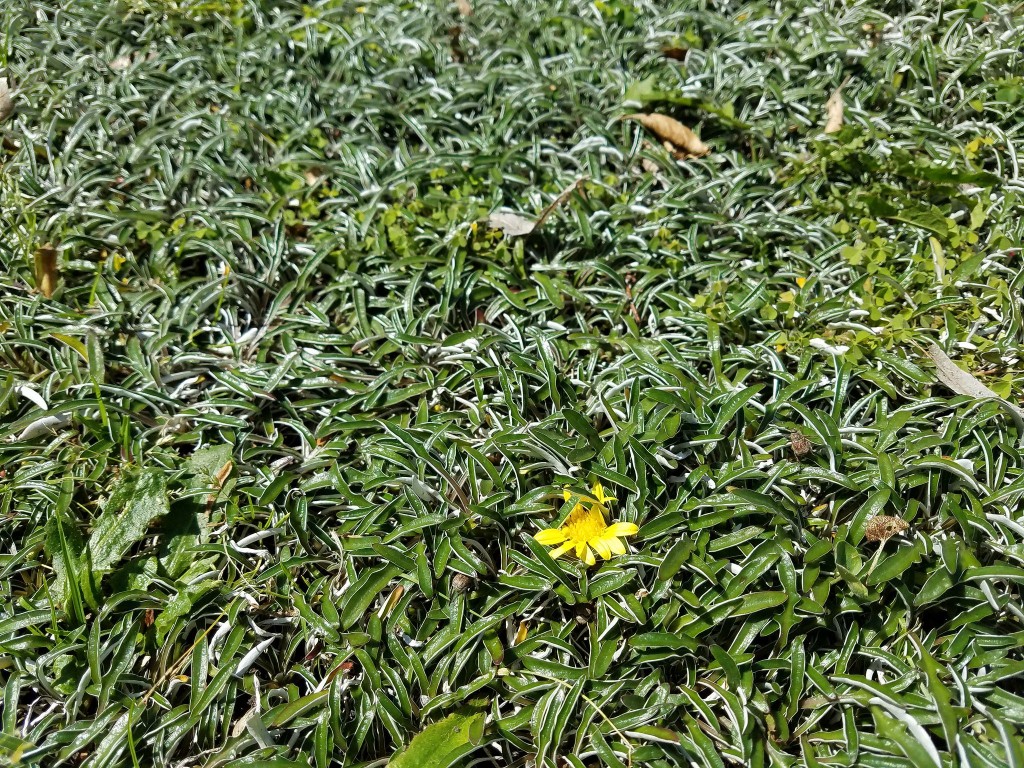 Como Plantar a Planta Tapete Prateado