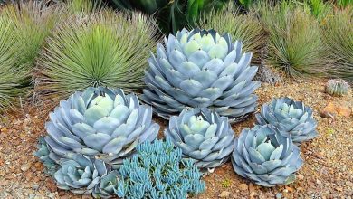 Como Plantar a Planta do Século