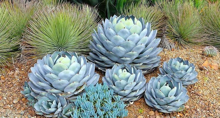 Como Plantar a Planta do Século