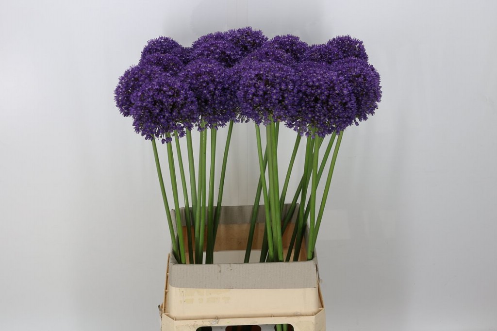 Como cultivar ambassador Allium