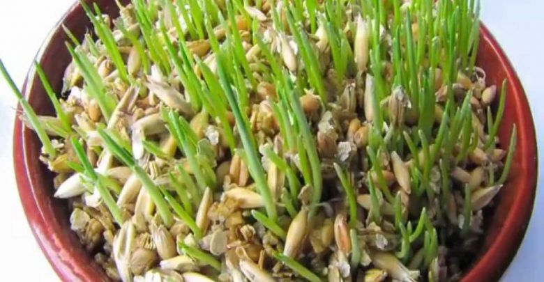 Como plantar aveia