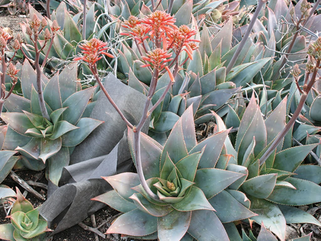 Coral aloe