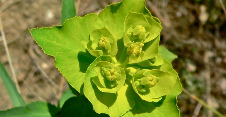 Euforbia