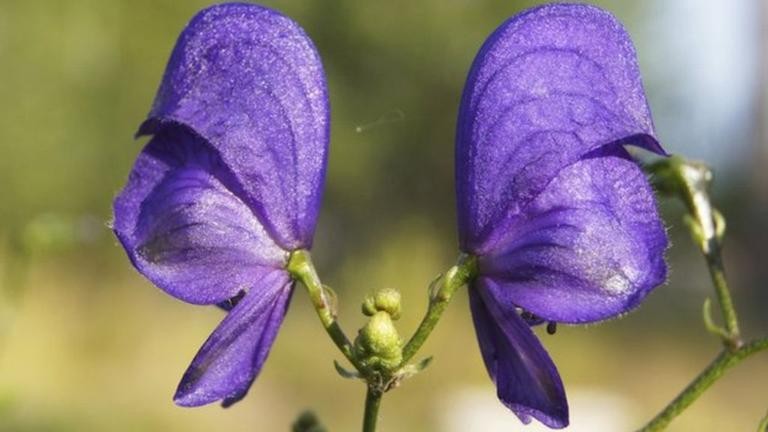 Flor Acônito