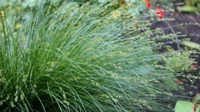 Foothill Sedge como plantar