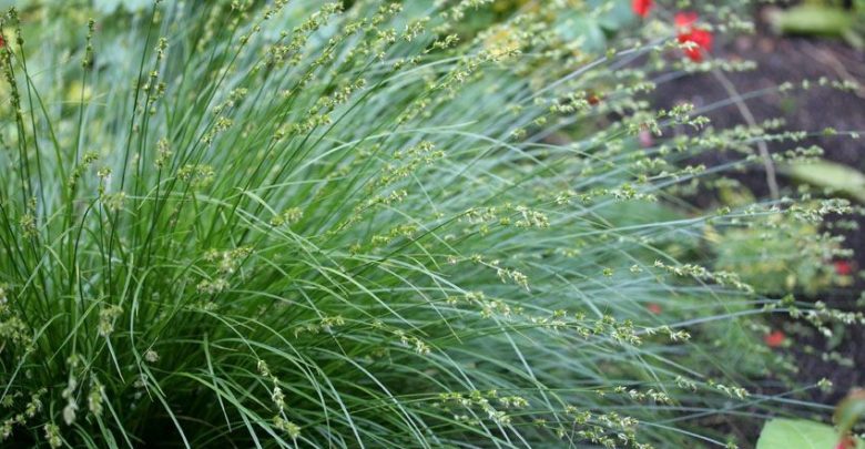 Foothill Sedge como plantar