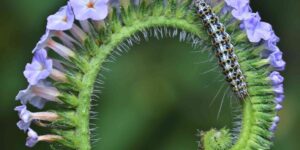 Heliotrópios como plantar