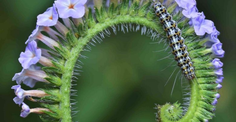 Heliotrópios como plantar