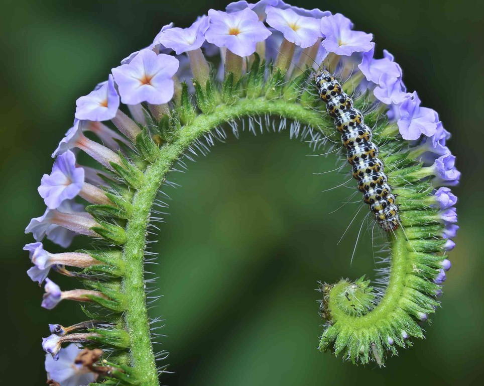 Heliotrópios como plantar