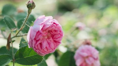 Híbrida de Chá Rosa