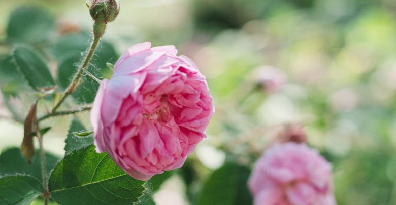 Híbrida de Chá Rosa
