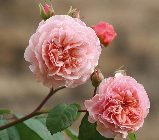 Híbrida de Chá Rosa cultivo