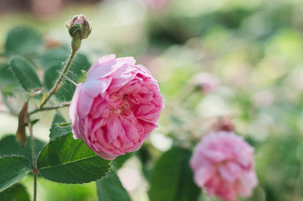 Híbrida de Chá Rosa