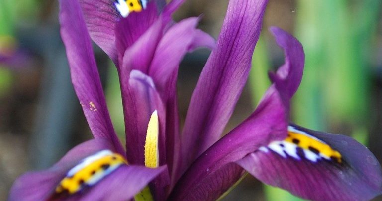 Íris Reticulada cultivo