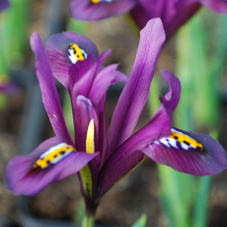 Íris Reticulada cultivo