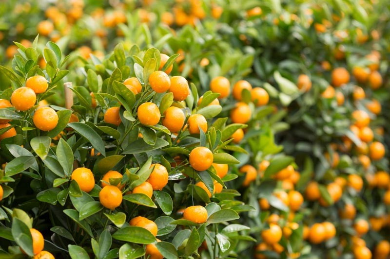 Kumquat como plantar