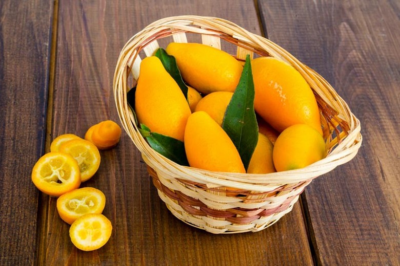 Kumquat