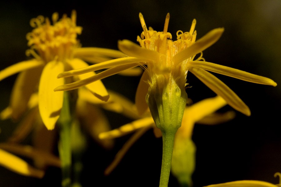 Margarida Damianita cultivo