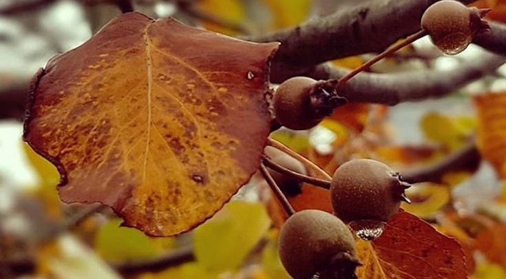 Pêra Callery