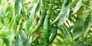 Pimenta serrano