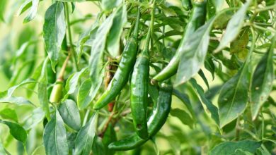 Pimenta serrano