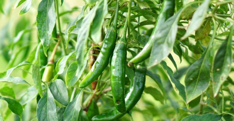 Pimenta serrano